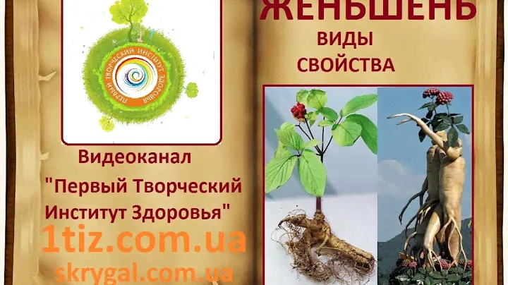 Виды и свойства женьшеня